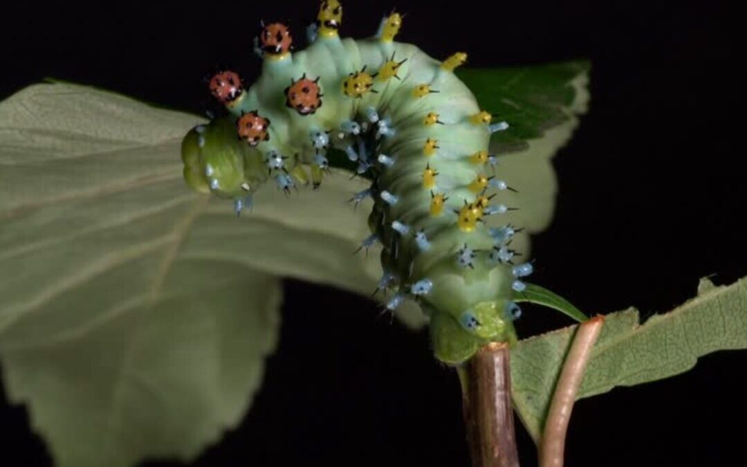Insecta Mundi