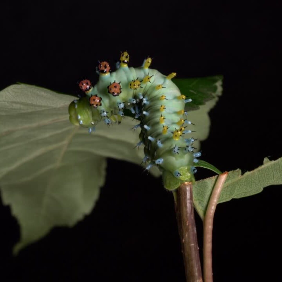 _INSECTA MUNDI, Frédéric Lavoie CHSLD - François Delisle