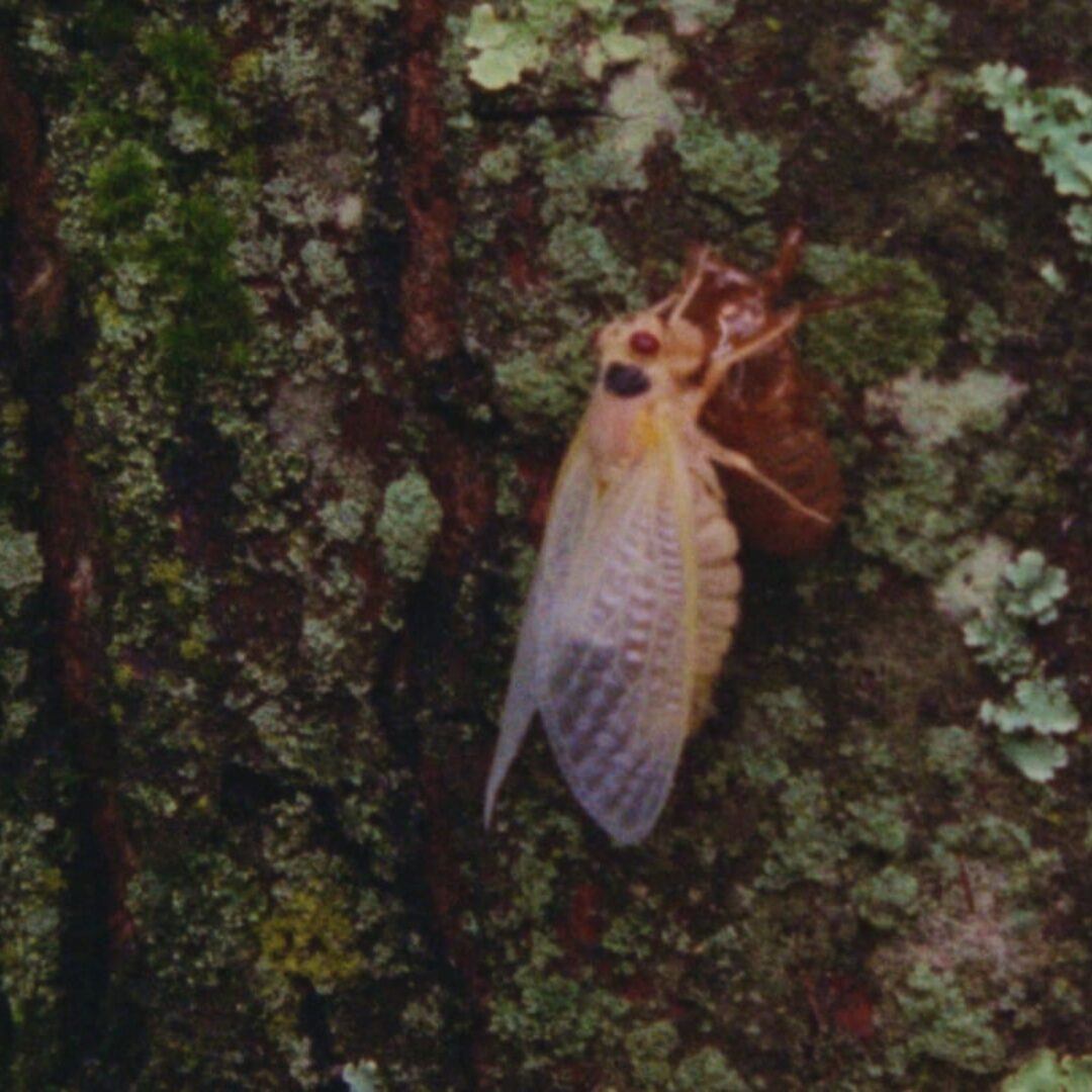 EA_projetPRIM Prière pour une mitaine perdue - Jean-François Lesage